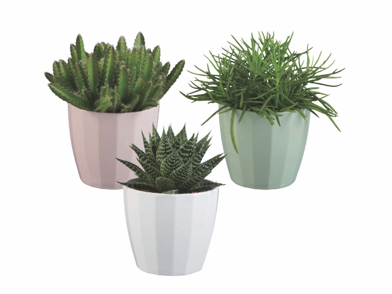 Three potted succulents: a tall green cactus, a spiky aloe, and a bushy plant.