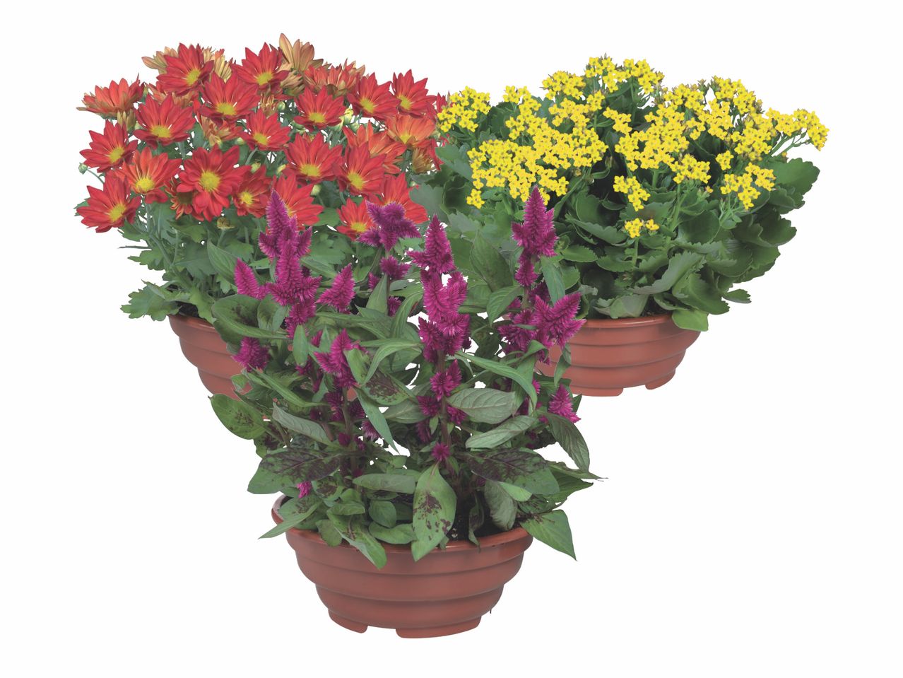Tre vasi di piante con fiori rossi, gialli e viola.