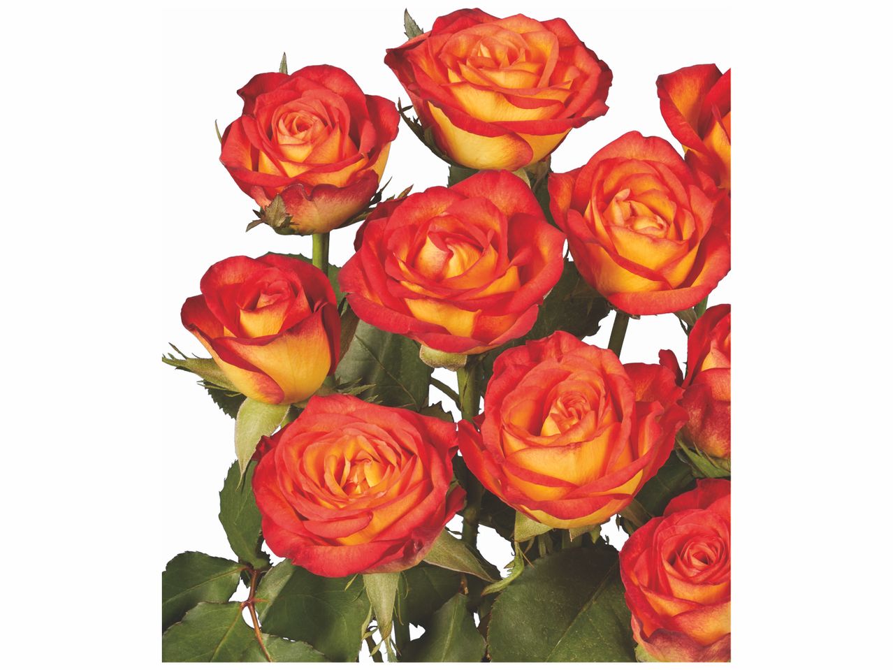 Aller en mode plein écran : Bouquet de roses ou de tulipe - Image 2