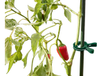 Planta de pimentão com frutos vermelhos e verdes, presa com um clipe de jardinagem Parkside.