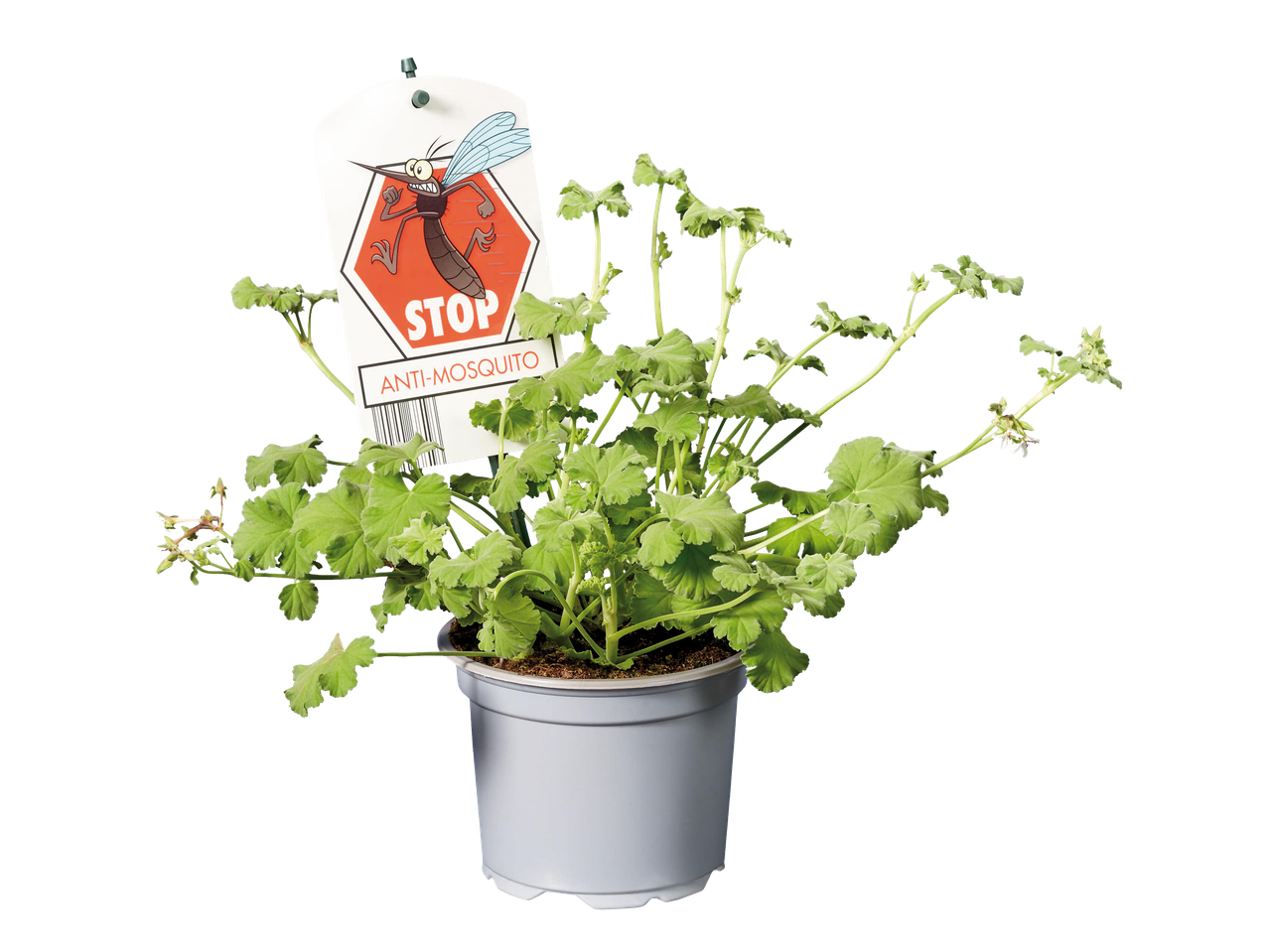 Szúnyogriasztó muskátli növény fehér cserépben, „STOP ANTI-MOSQUITO” feliratú címkével.