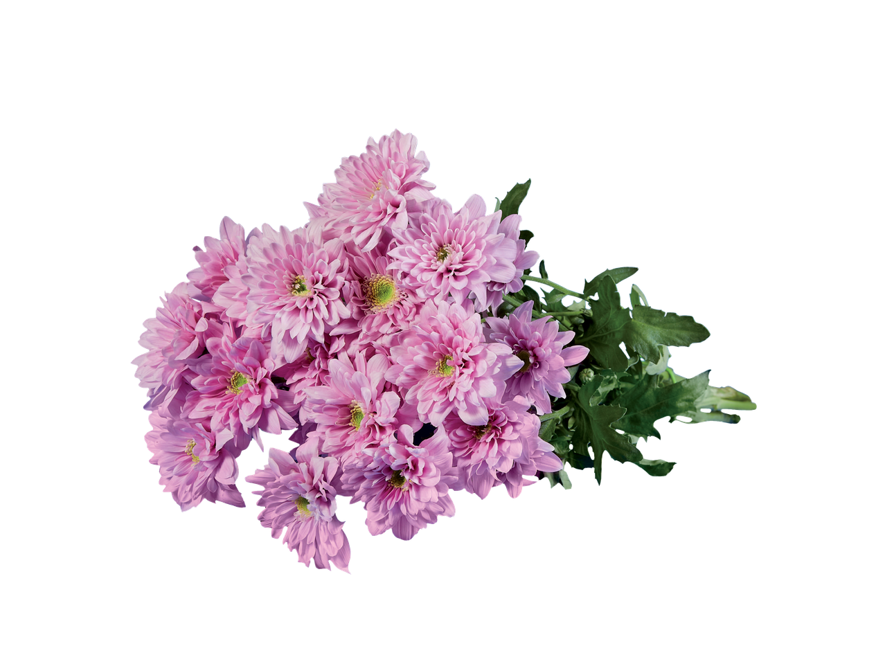 Buchet de crizanteme roz pal.