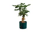 A green-leafed plant with a thick, gnarled trunk in a dark green pot.
