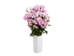 Crisântemos rosa e brancos num vaso branco