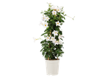 Piramide dipladenia met witte bloemen in een plastic pot