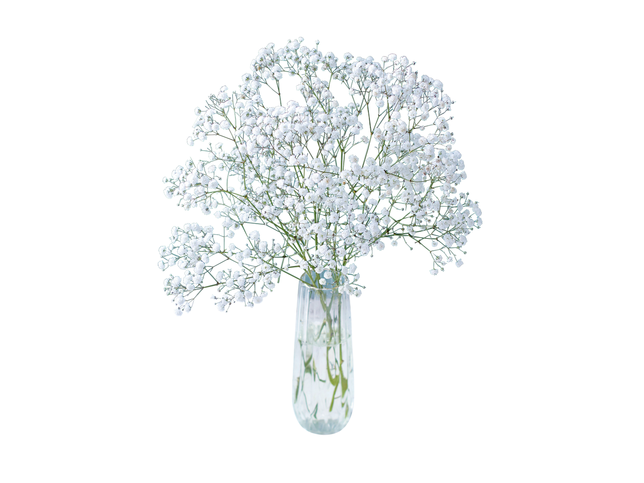 Gubojos puokštė skaidrioje vazoje, juodame fone.