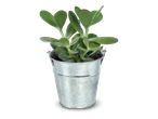Een kleine vetplant in een zinken emmer op een zwarte achtergrond.