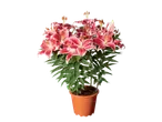 Roze lelies in een pot.