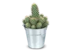 Een cactus in een zilveren emmer op een zwarte achtergrond.