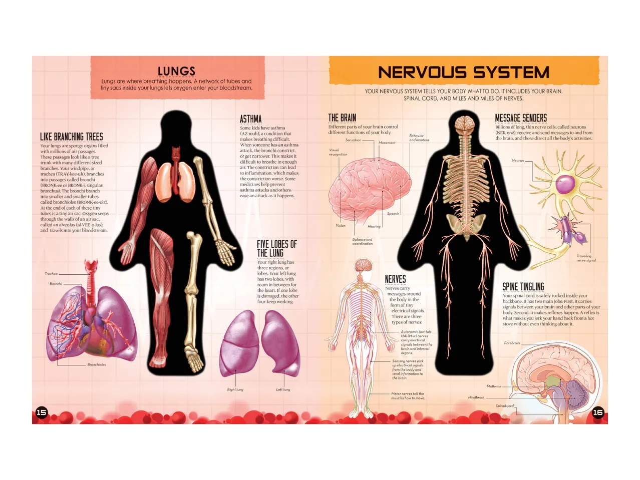 An educational diagram illustrating the human lungs and nervous system with detailed labels.