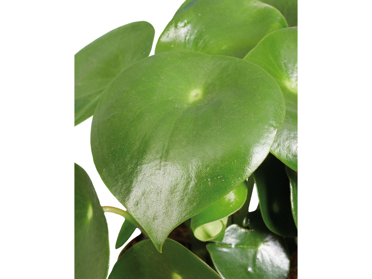 Folhas verdes redondas, semelhantes às de uma árvore de dinheiro.