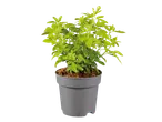 Potted green plant with bright leaves and brown mulch, on a black background.