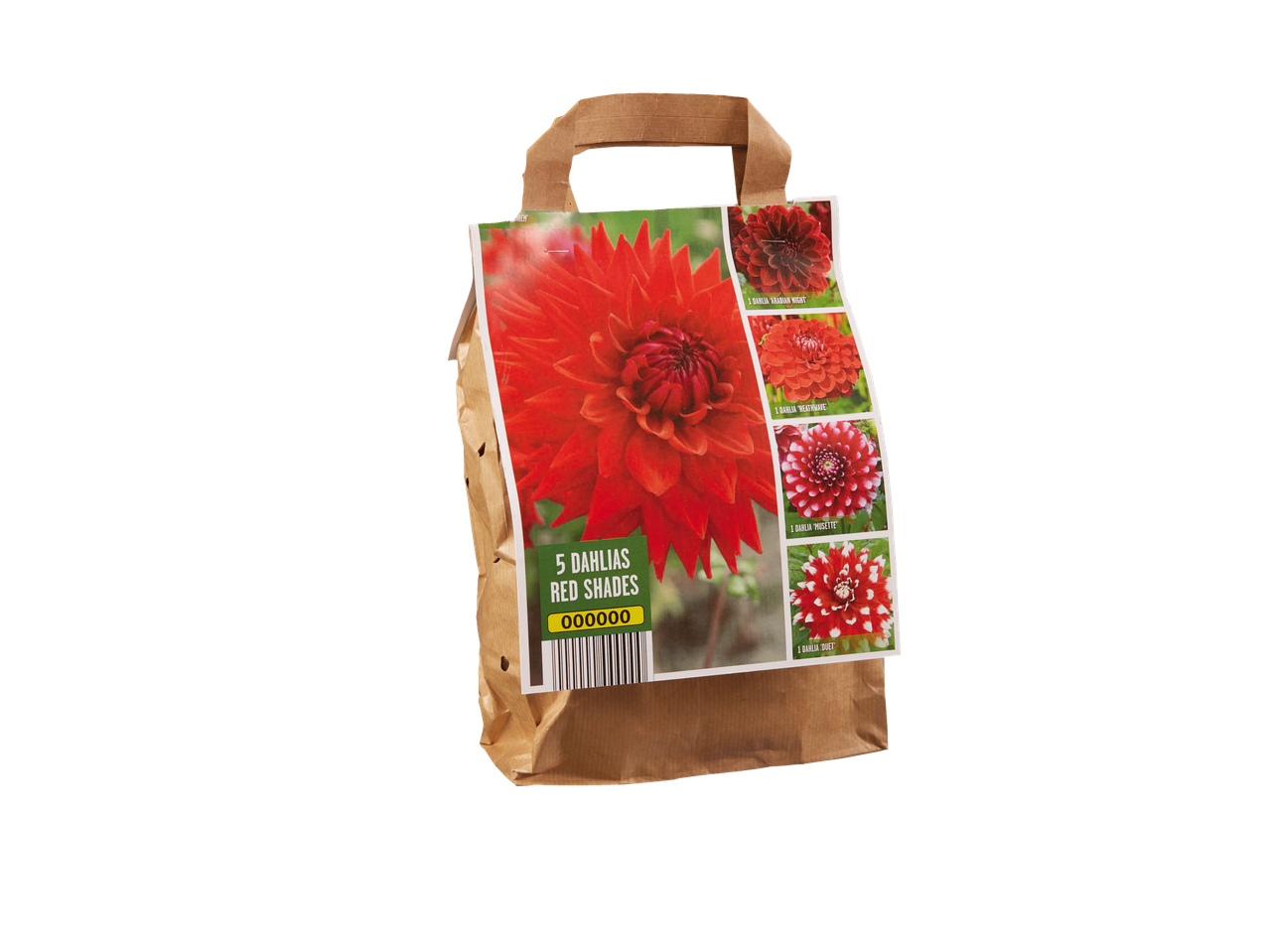 5 dalija crvenih nijansi.