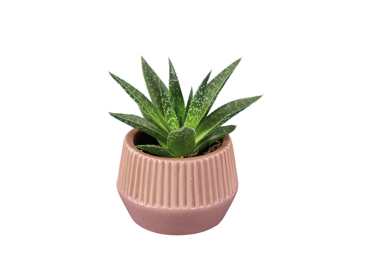 Petite plante succulente dans un pot rose.
