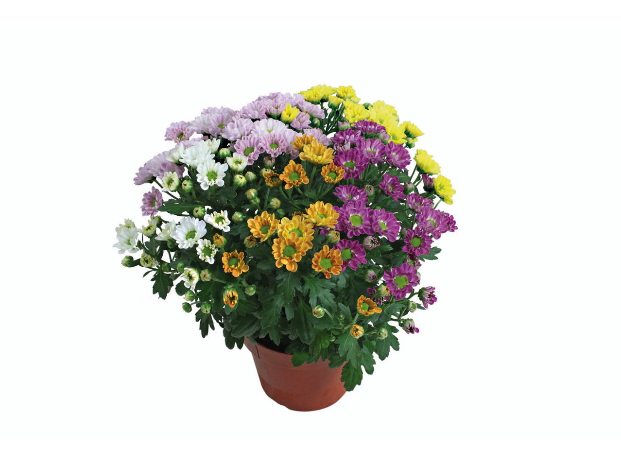 Crisântemos em vaso: flores brancas, roxas e amarelas.