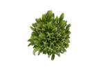 Cacto verde suculento com finos pêlos brancos.