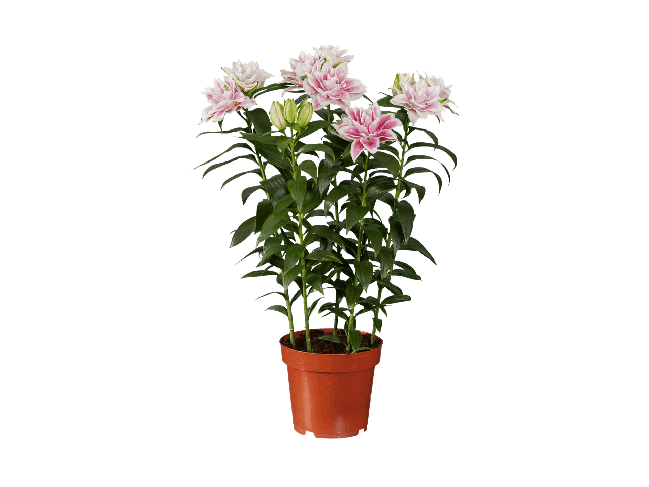 Lys rose et blanc en pot marron