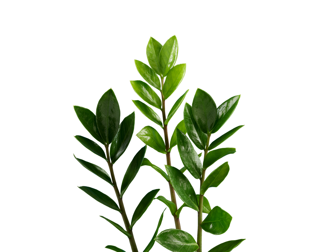 Três caules verdes de Zamioculcas zamiifolia sobre fundo preto.