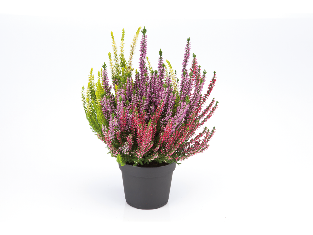 Kleurrijke heideplant in pot.