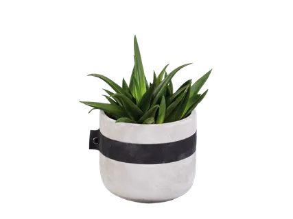 Cactus & vetplant in 'Bali' pot
