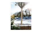 A young tree trunk wrapped in protective burlap in a snowy winter garden.