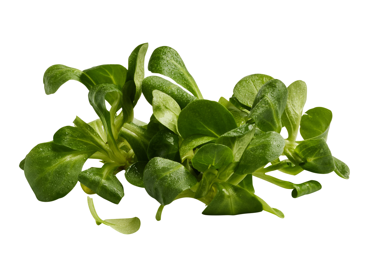 Svježa matovilac salata s kapljicama vode.