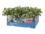 White flowering plants in a blue cardboard tray, labeled 'Sutera cordata OUTDOOR'