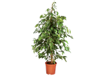 Large Ficus Benjamina houseplant in a brown pot on a black background.