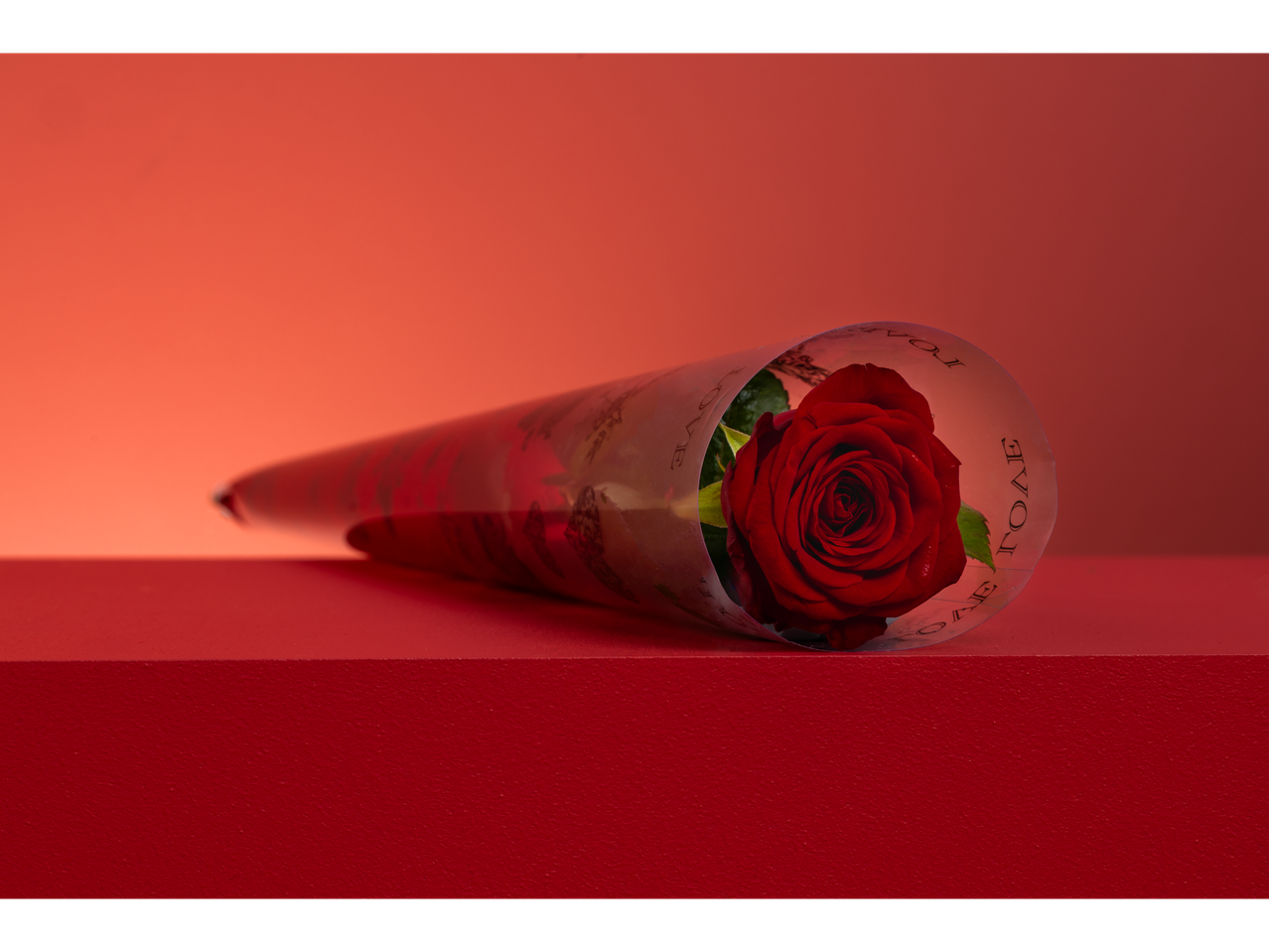 A single red rose in clear packaging with 'LOVE' text, on a red surface.