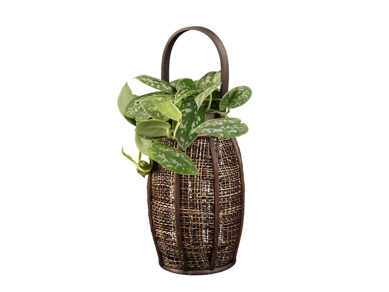 Scindapsus met groene en zilveren bladeren in een decoratieve rieten lantaarn.