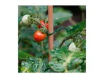Close-up of a tomato plant with ripening tomatoes, supported by a wooden stake and green plant tie.