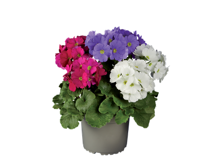 3 kleuren Primula