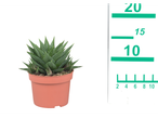 Haworthia in a pot.