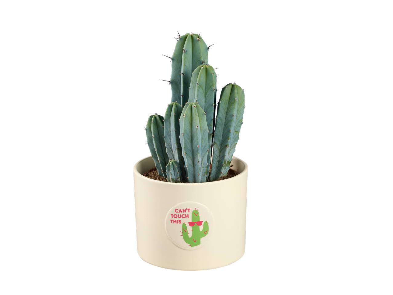 Un cactus bleu dans un pot avec le texte 'Ne touchez pas à ça'.