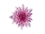 Uma flor de crisântemo rosa em fundo preto.