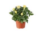 Mini Rose plant with yellow blooms in a brown pot
