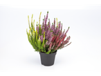 Kleurrijke heideplanten in een pot.