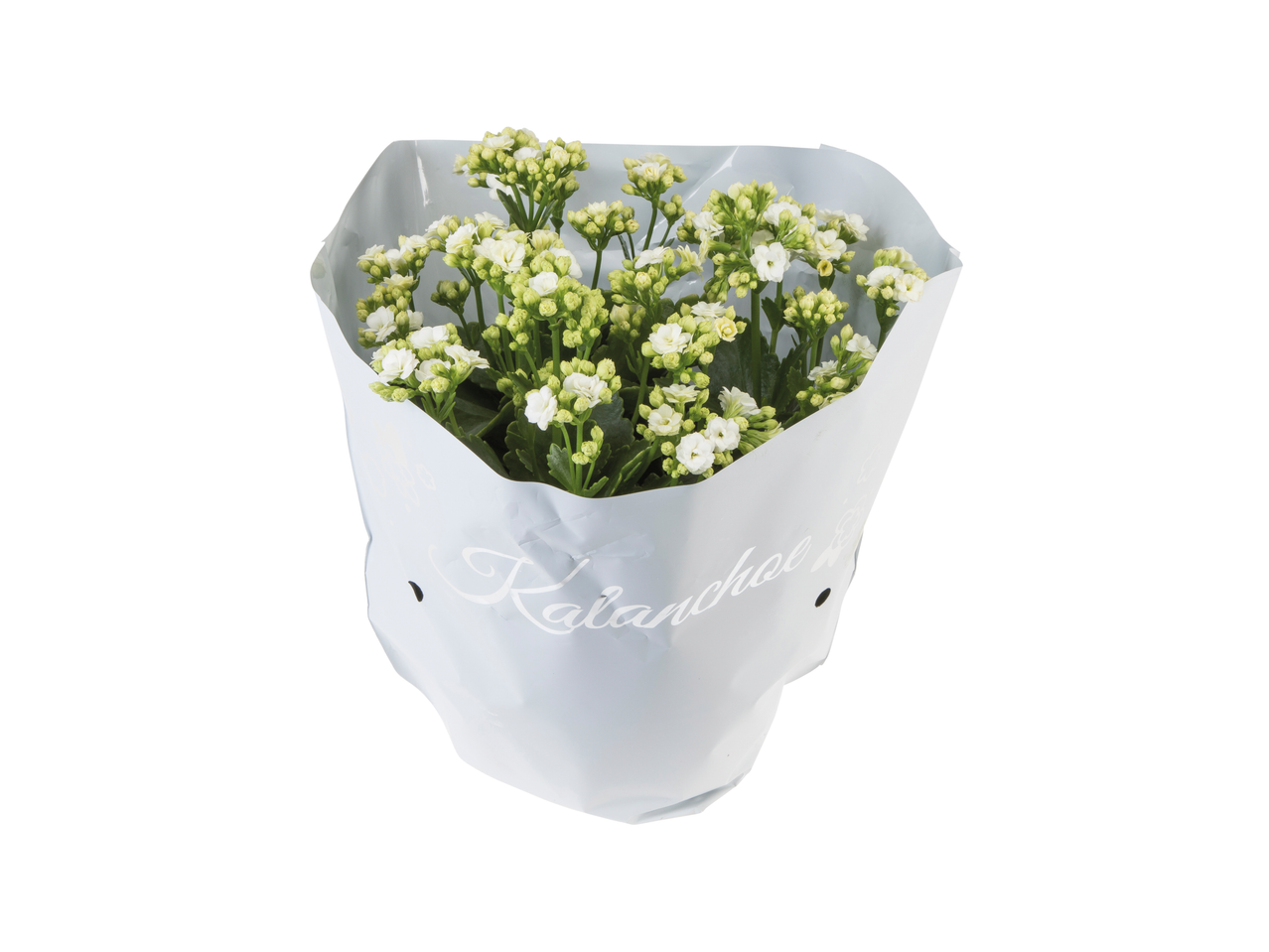 Un buchet de Kalanchoe albe, învelit în hârtie.