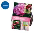Packaging for 1 Paeonia Coral Sunset plant with planting instructions and an 'Indoor' label.