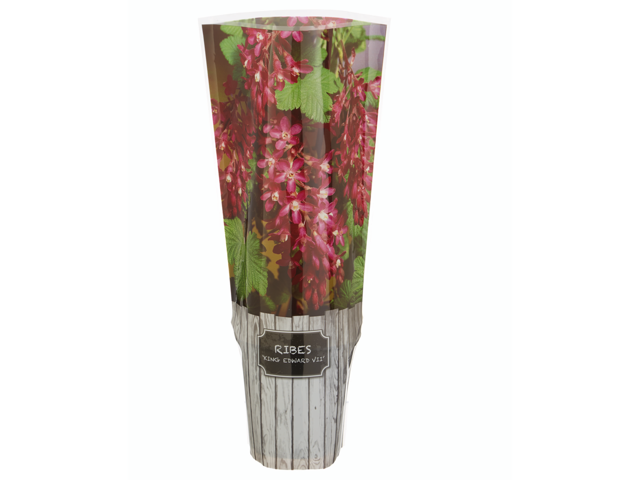 Ribes 'King Edward VII' plant in a decorative pot with a wooden plank design