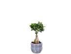 Bonsai tree in a white and blue patterned pot on a black background
