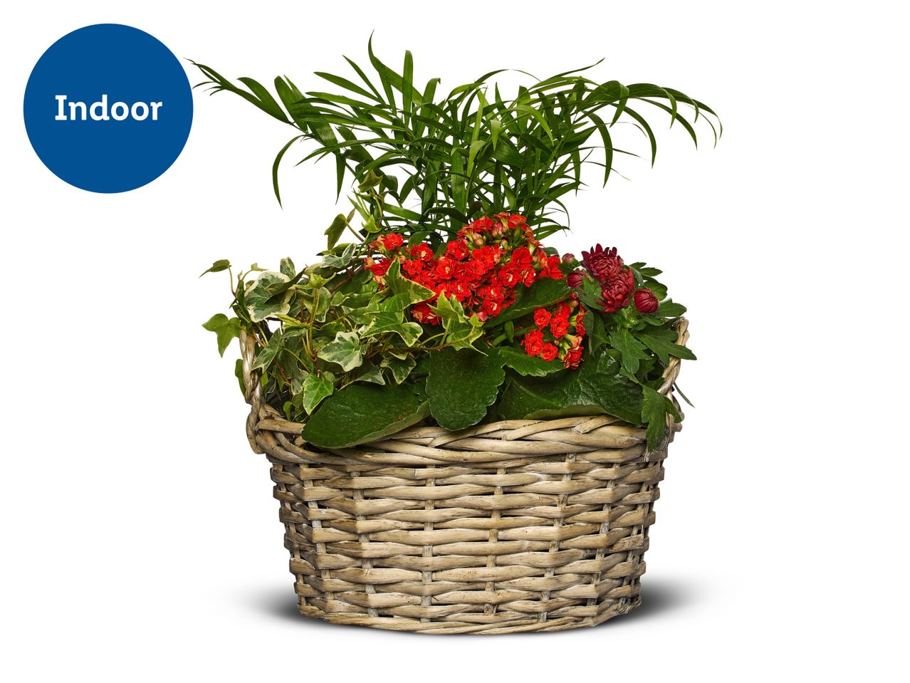 Indoor plant arrangement in a woven basket with green leaves and red flowers.