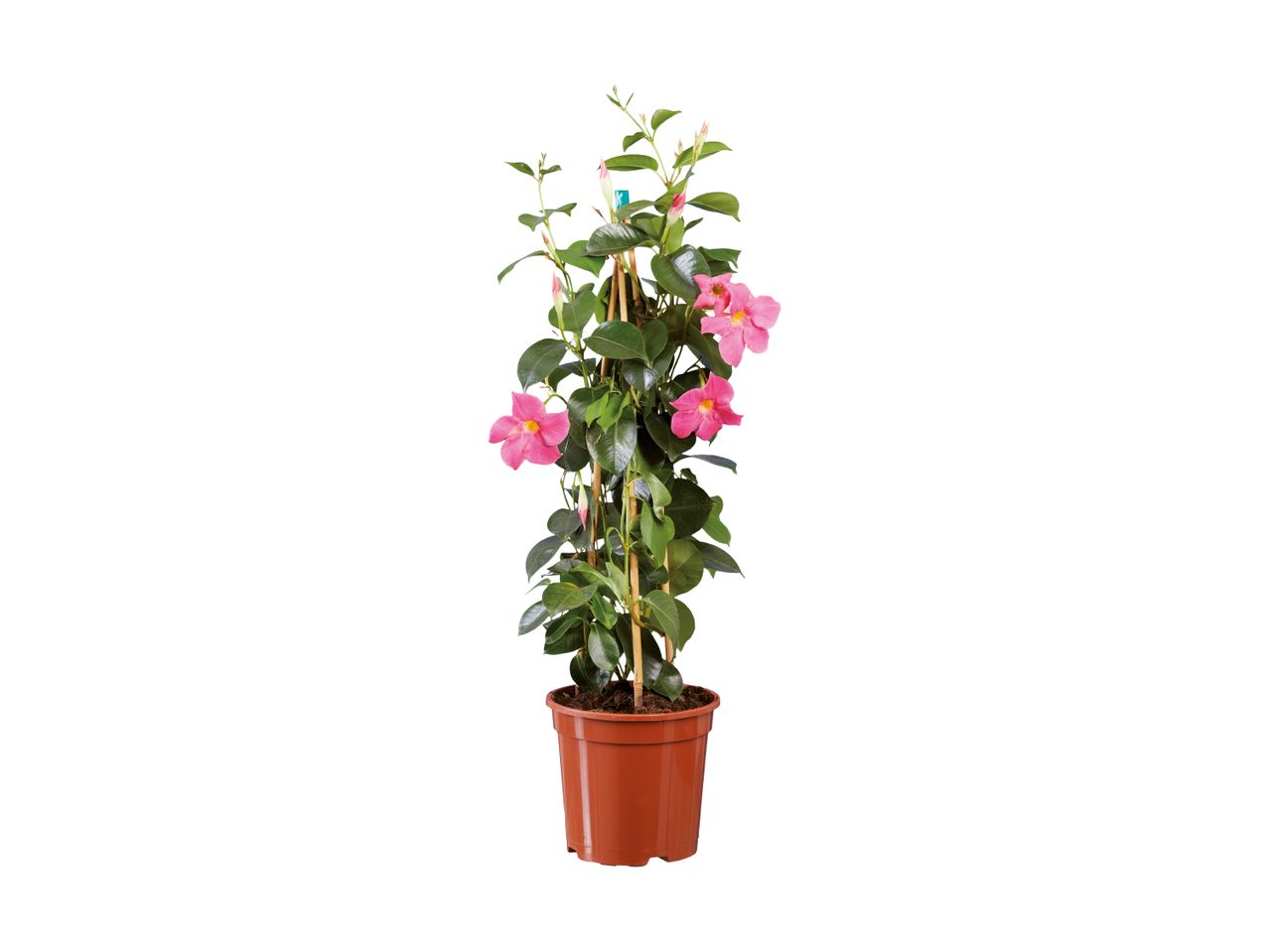 Potterose med lyserøde blomster og grønne blade i en brun potte