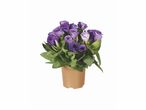 Petit bouquet de lisianthus violets dans un pot beige.