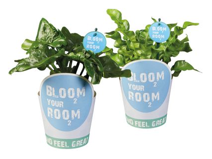 Bloom your room-Grünpflanzen