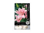 Pink lilies 'Elodie' Flower Bulbs.