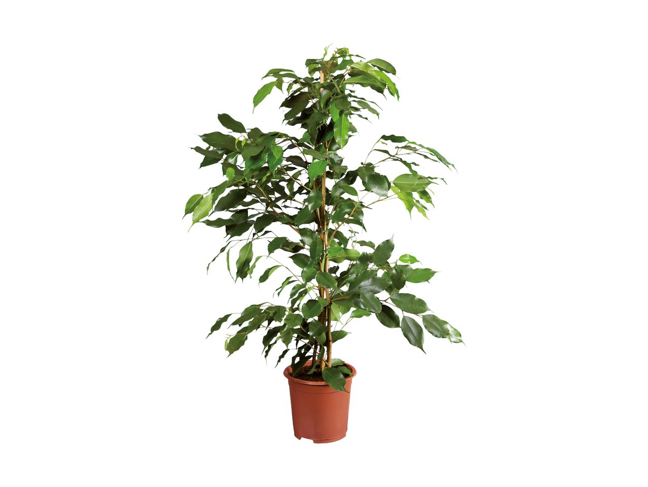 Medium Houseplant | Lidl