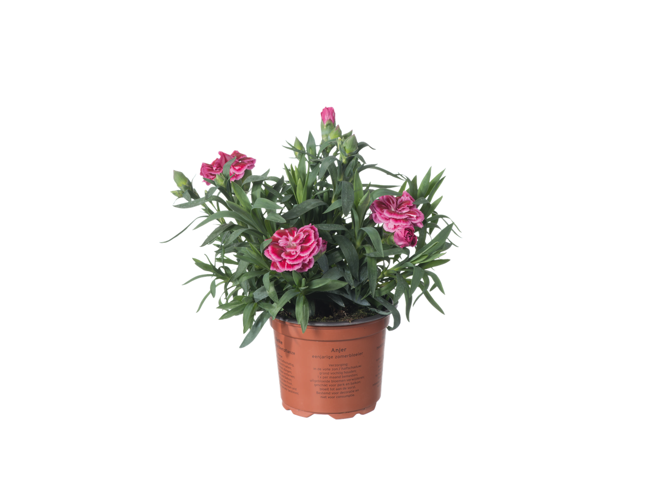 Pot met roze anjers in een terracotta pot.