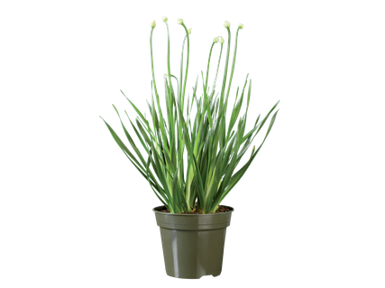 Allium