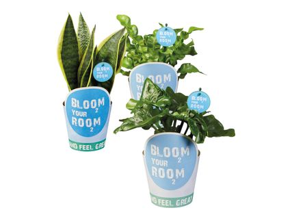 Bloom your room-Grünpflanzen
